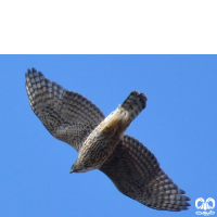 گونه طرلان Northern Goshawk 